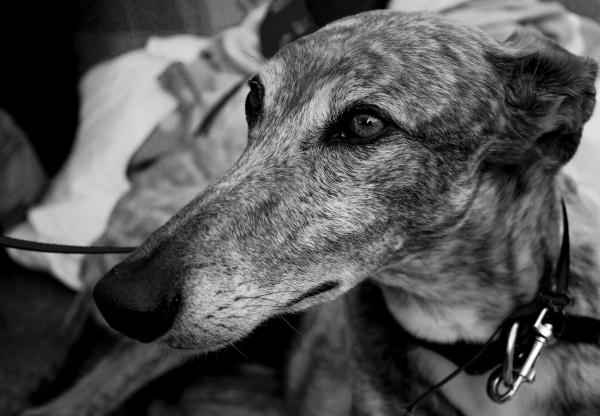 Galgo indignado